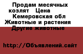Продам месячных козлят › Цена ­ 3 000 - Кемеровская обл. Животные и растения » Другие животные   
